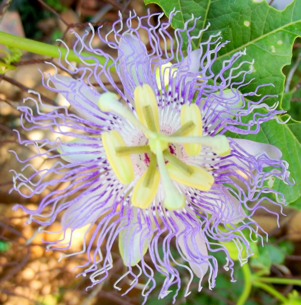 passion flower for anxiety